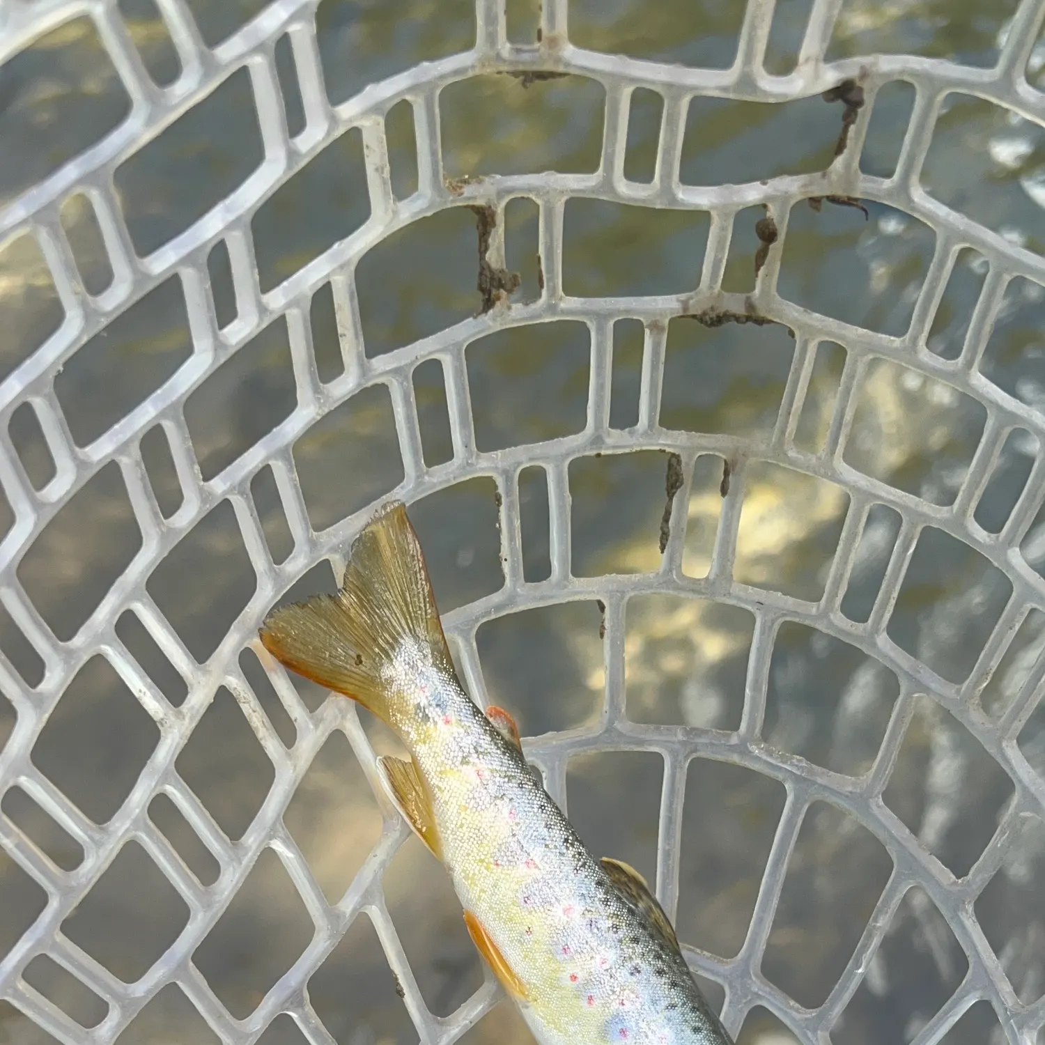 Brown trout caught on Fishbrain
