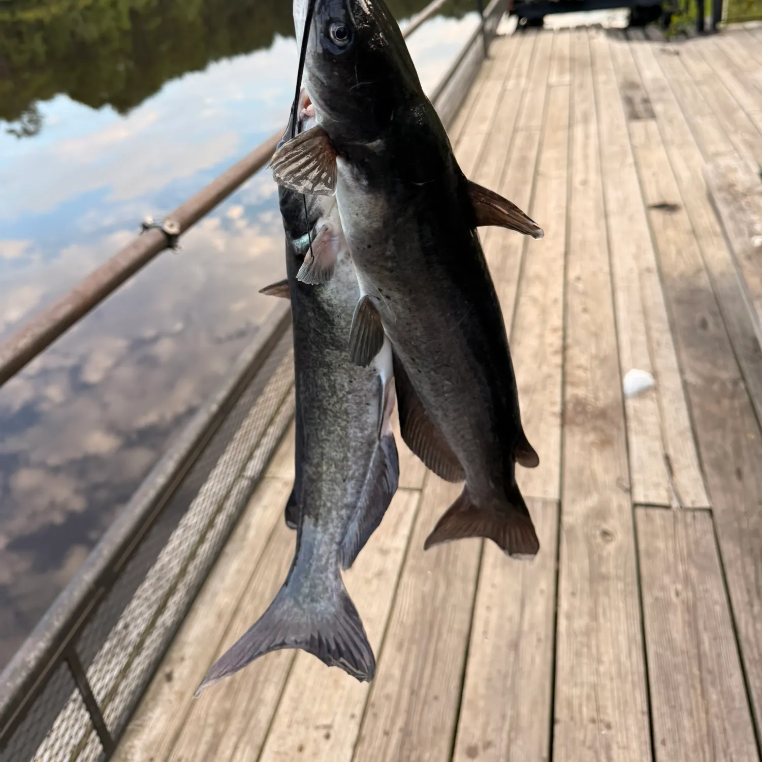 Channel catfish caught on Fishbrain