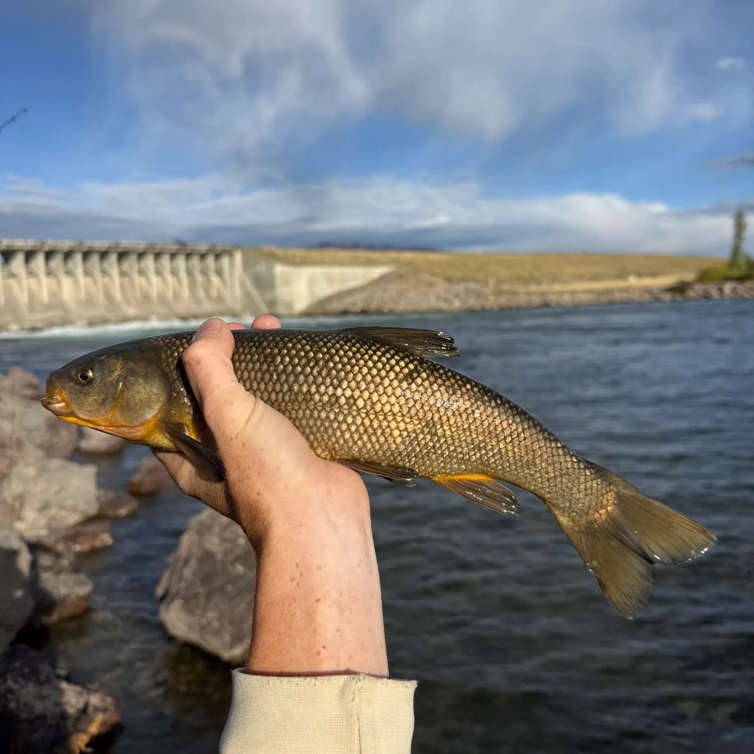 The most recent Utah chub catches on Fishbrain