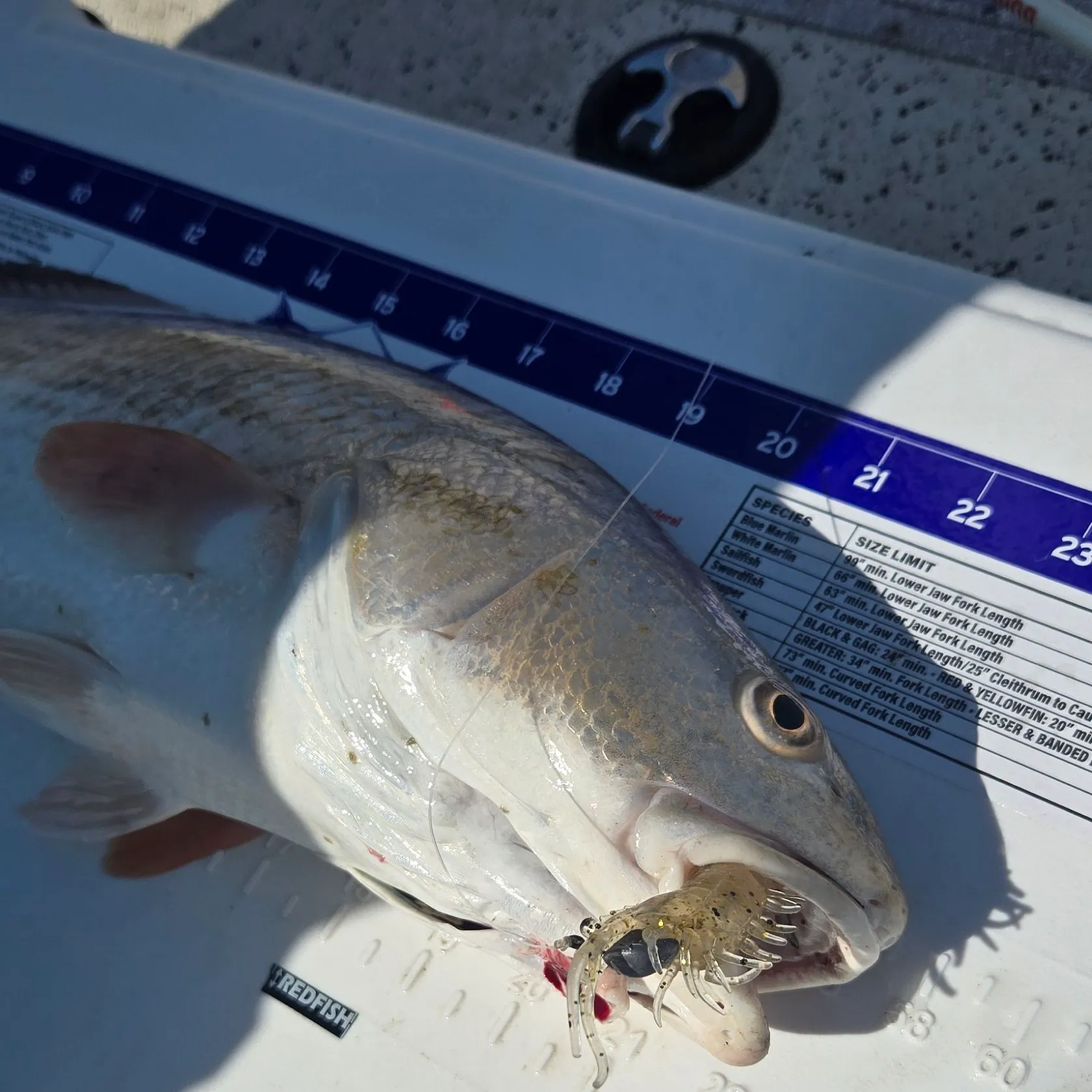 Red drum caught on Fishbrain
