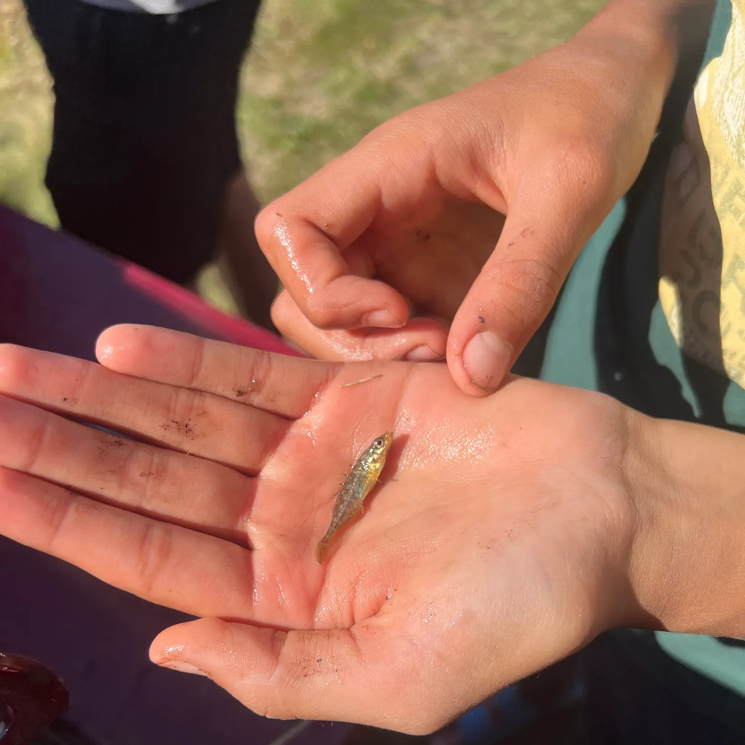 Brook stickleback caught on Fishbrain