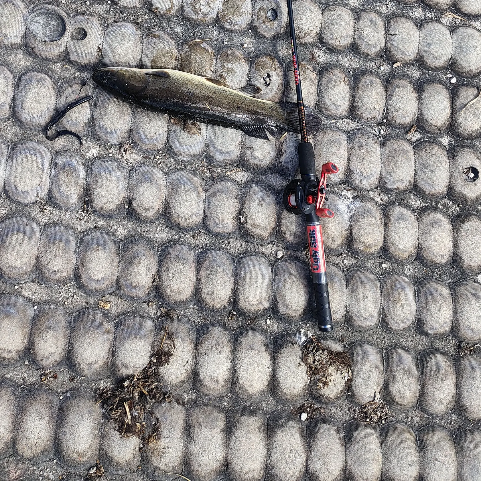 The most recent Eyetail bowfin catches on Fishbrain