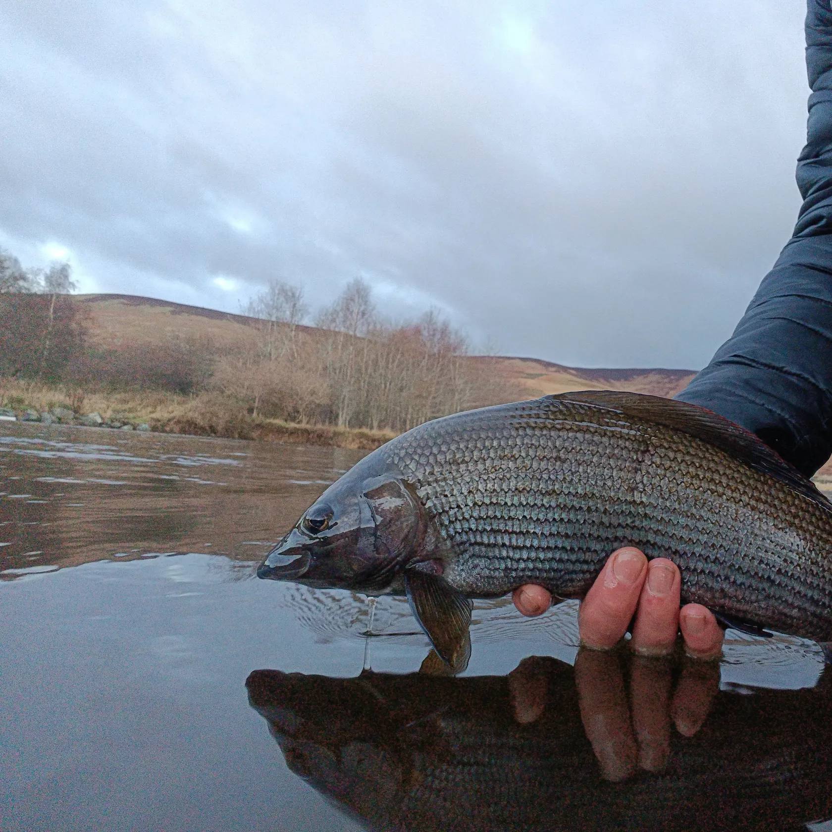 The most recent European grayling catches on Fishbrain