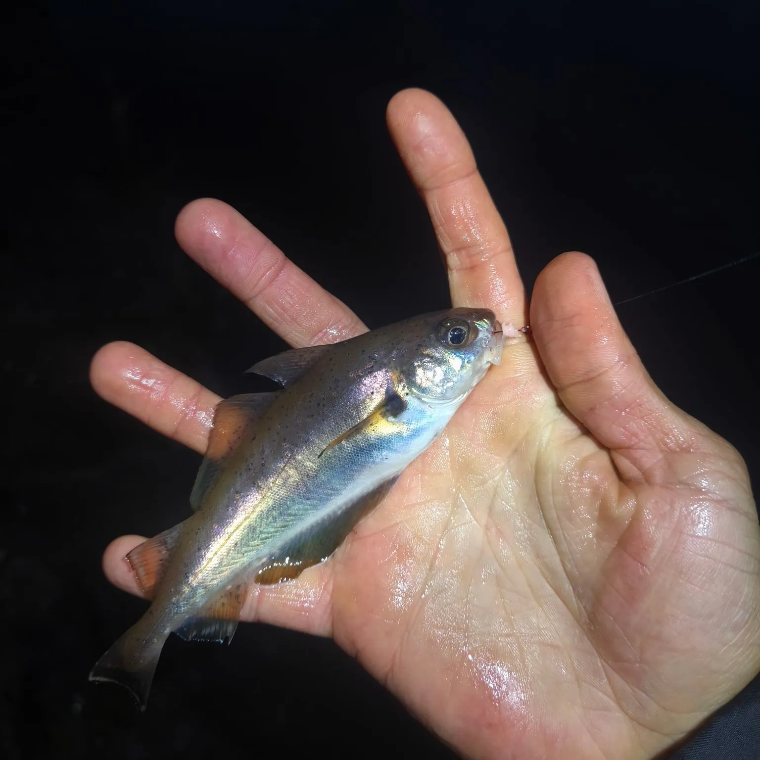 The most recent Pouting catches on Fishbrain