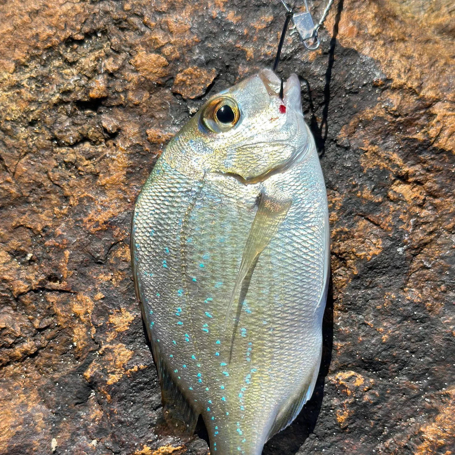 The most recent Common silver belly catches on Fishbrain