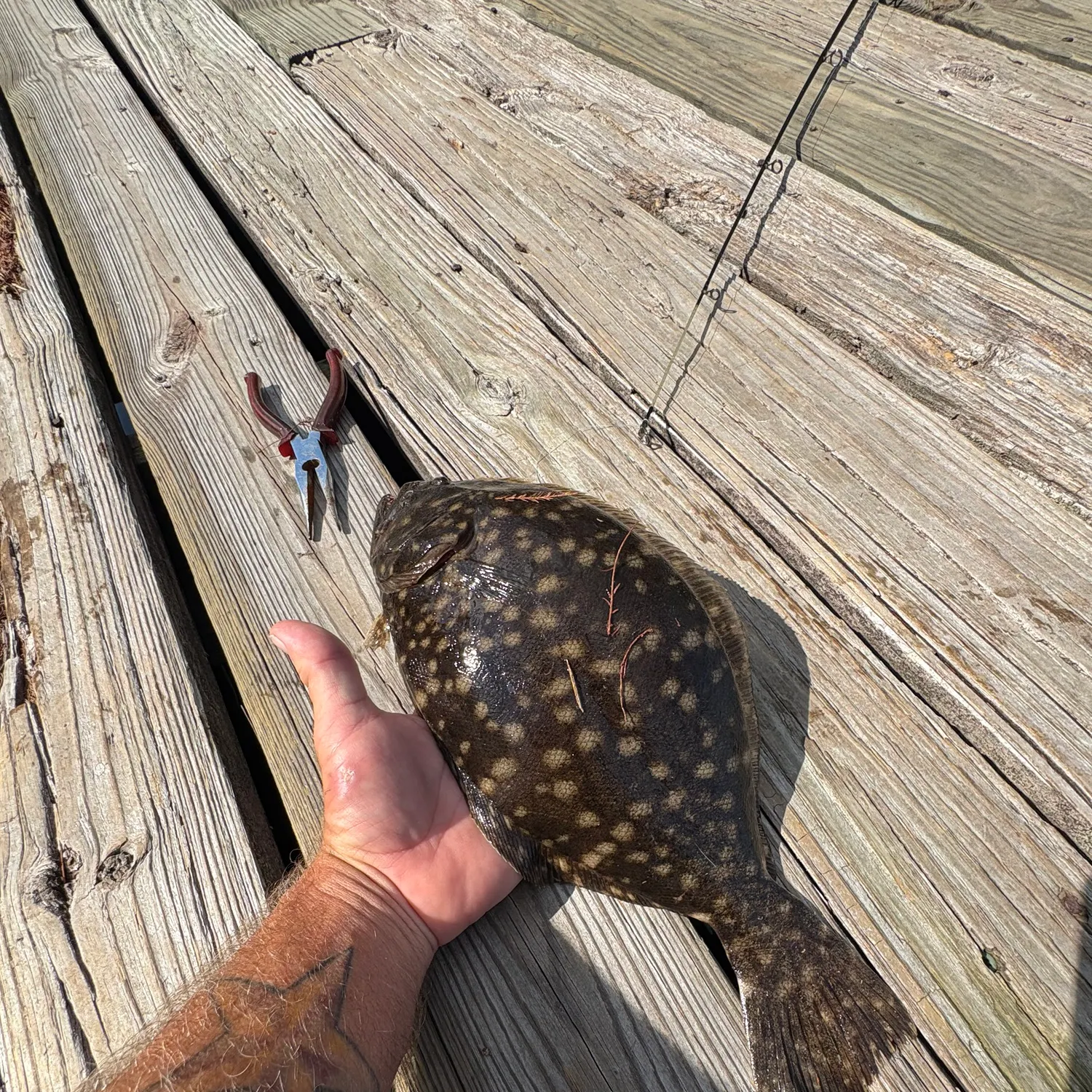 Summer flounder caught on Fishbrain