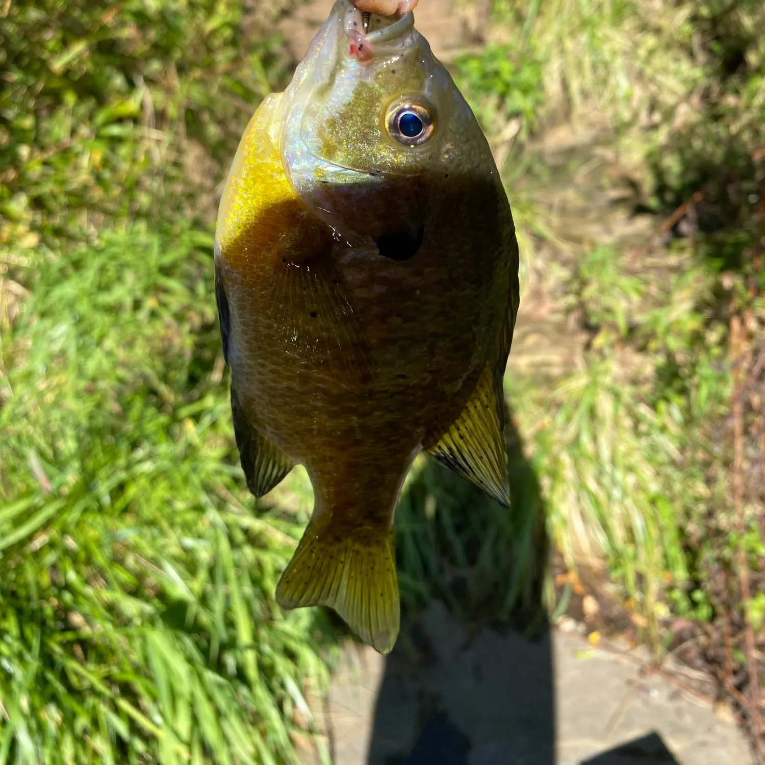 Bluegill caught on Fishbrain