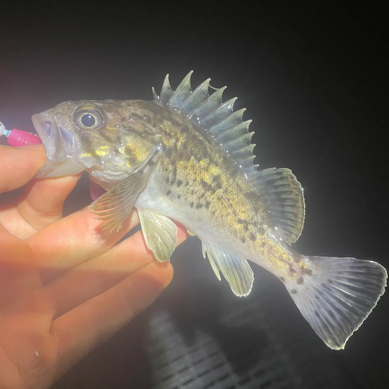 Japanese white seaperch caught on Fishbrain