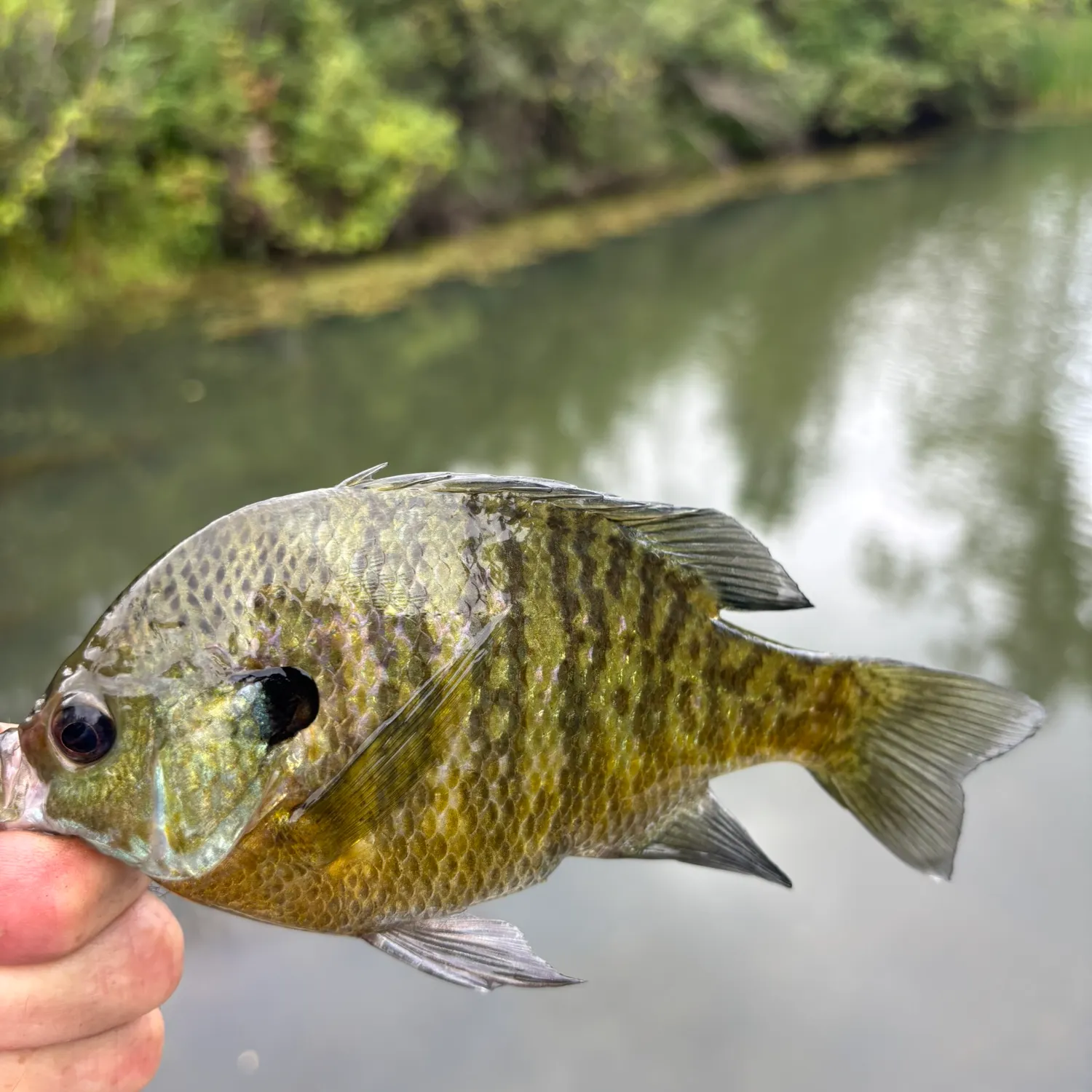 Bluegill caught on Fishbrain
