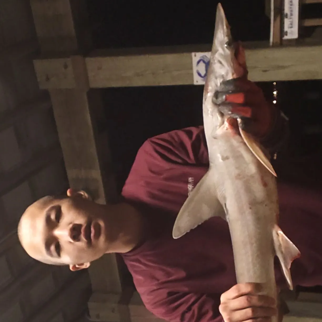 Bonnethead shark caught on Fishbrain