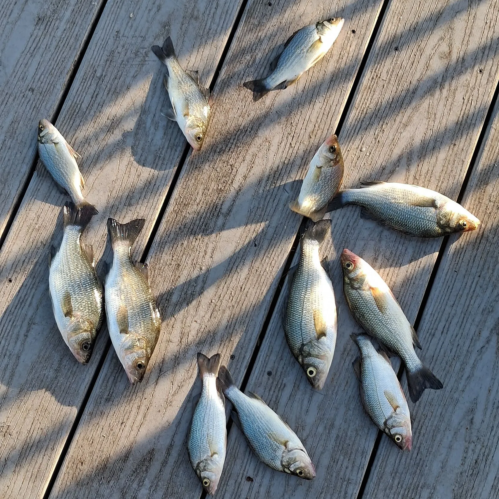 recently logged catches