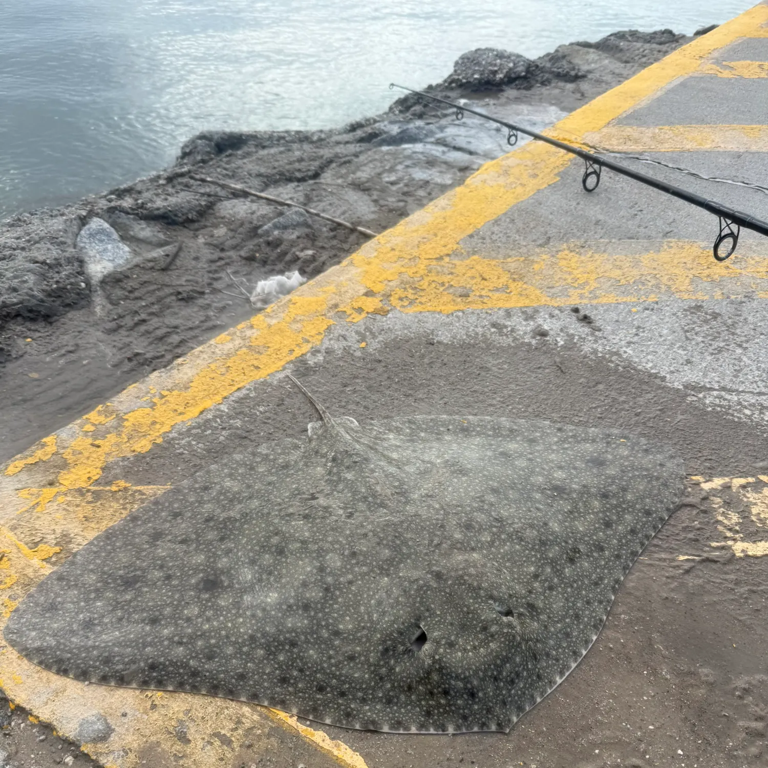 Smooth butterfly ray caught on Fishbrain