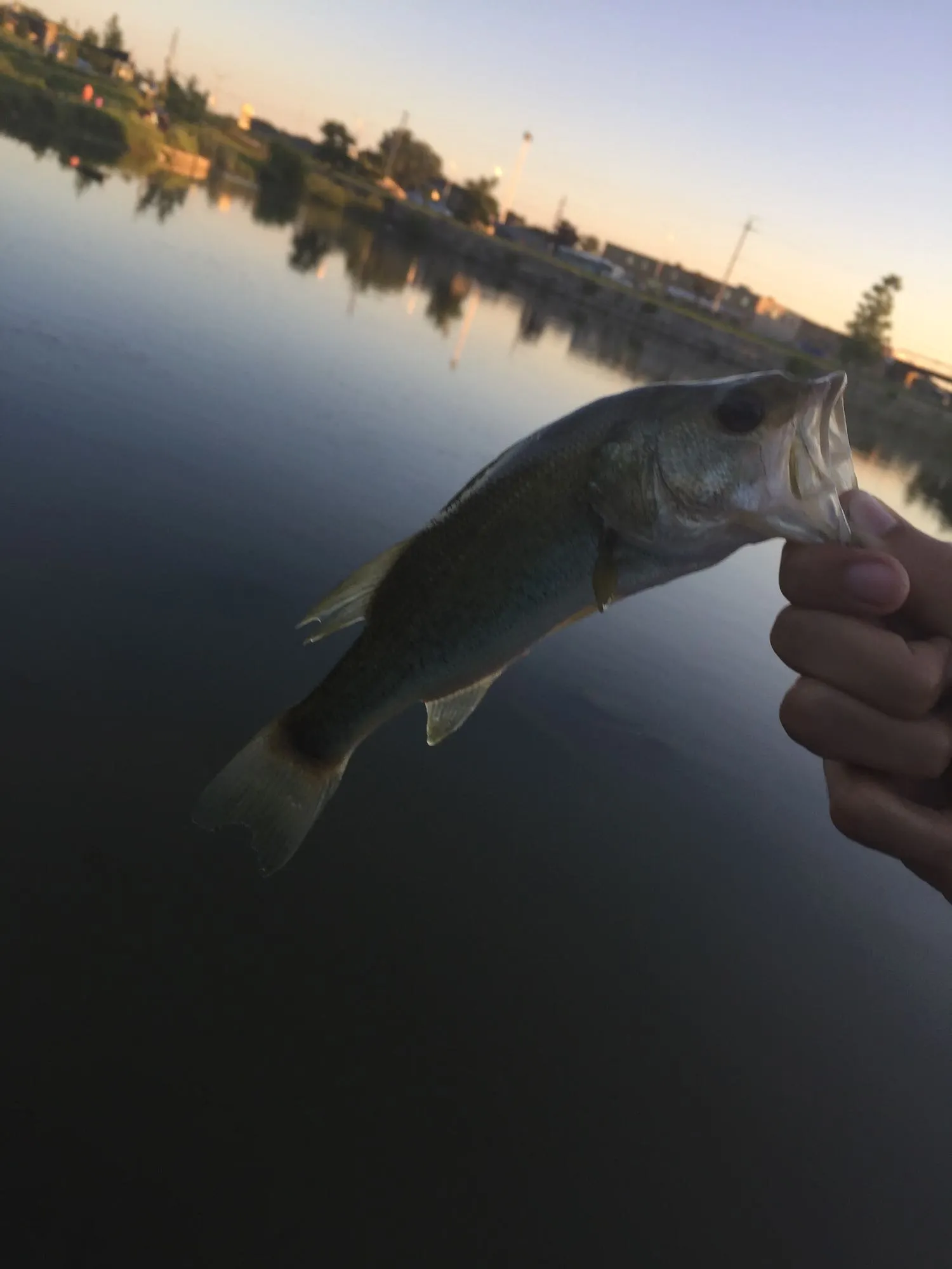 Post image from Thepanfisherman