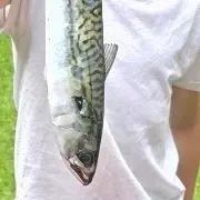 Atlantic mackerel caught on Fishbrain