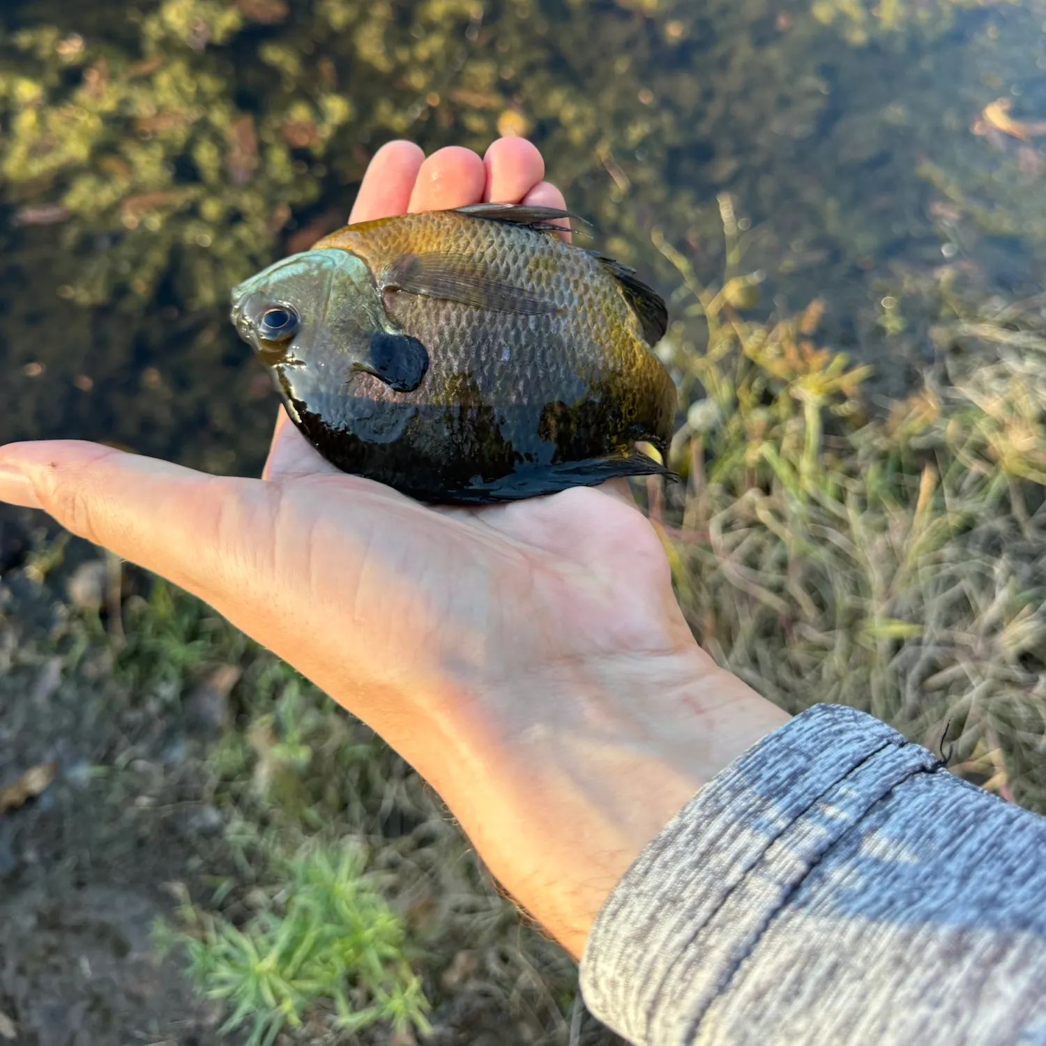 Bluegill caught on Fishbrain