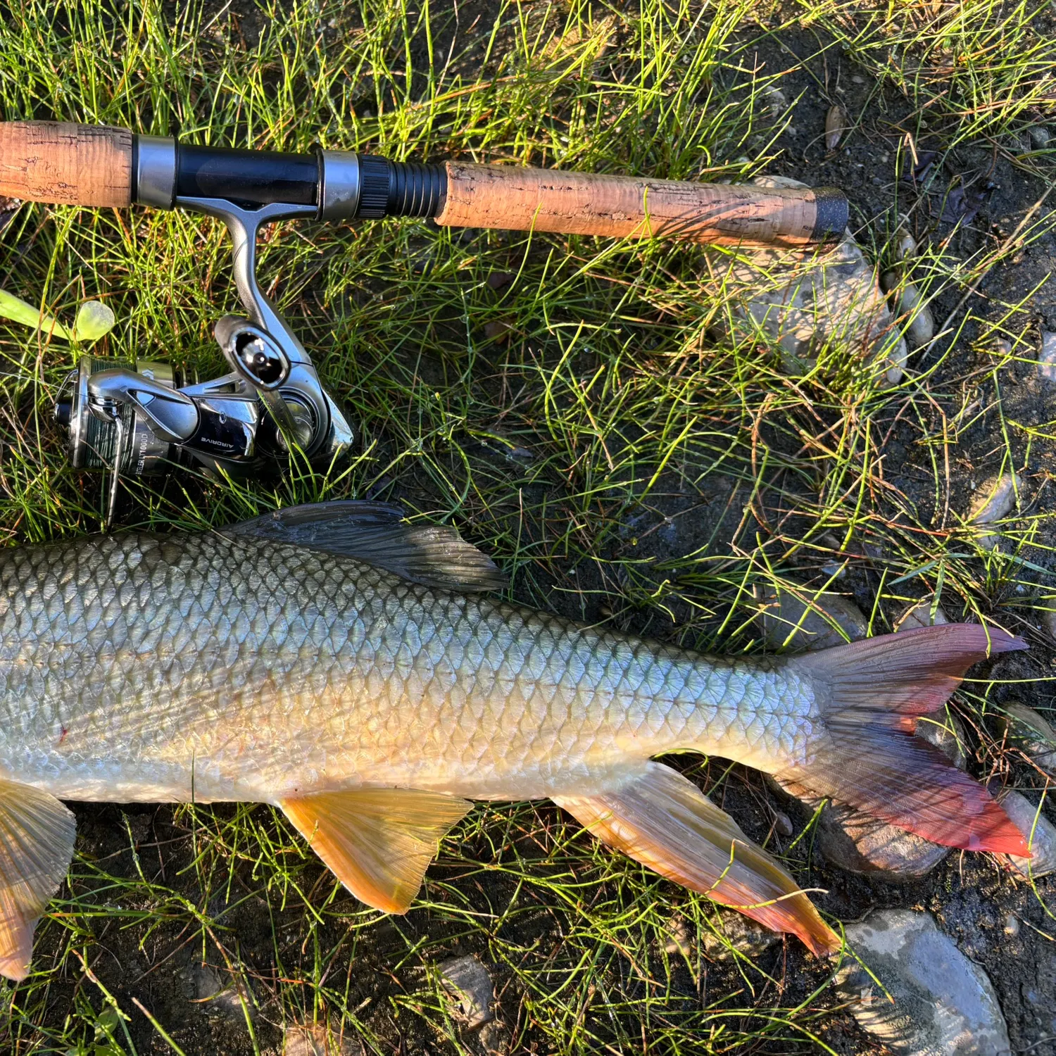 The most recent Greater redhorse catches on Fishbrain