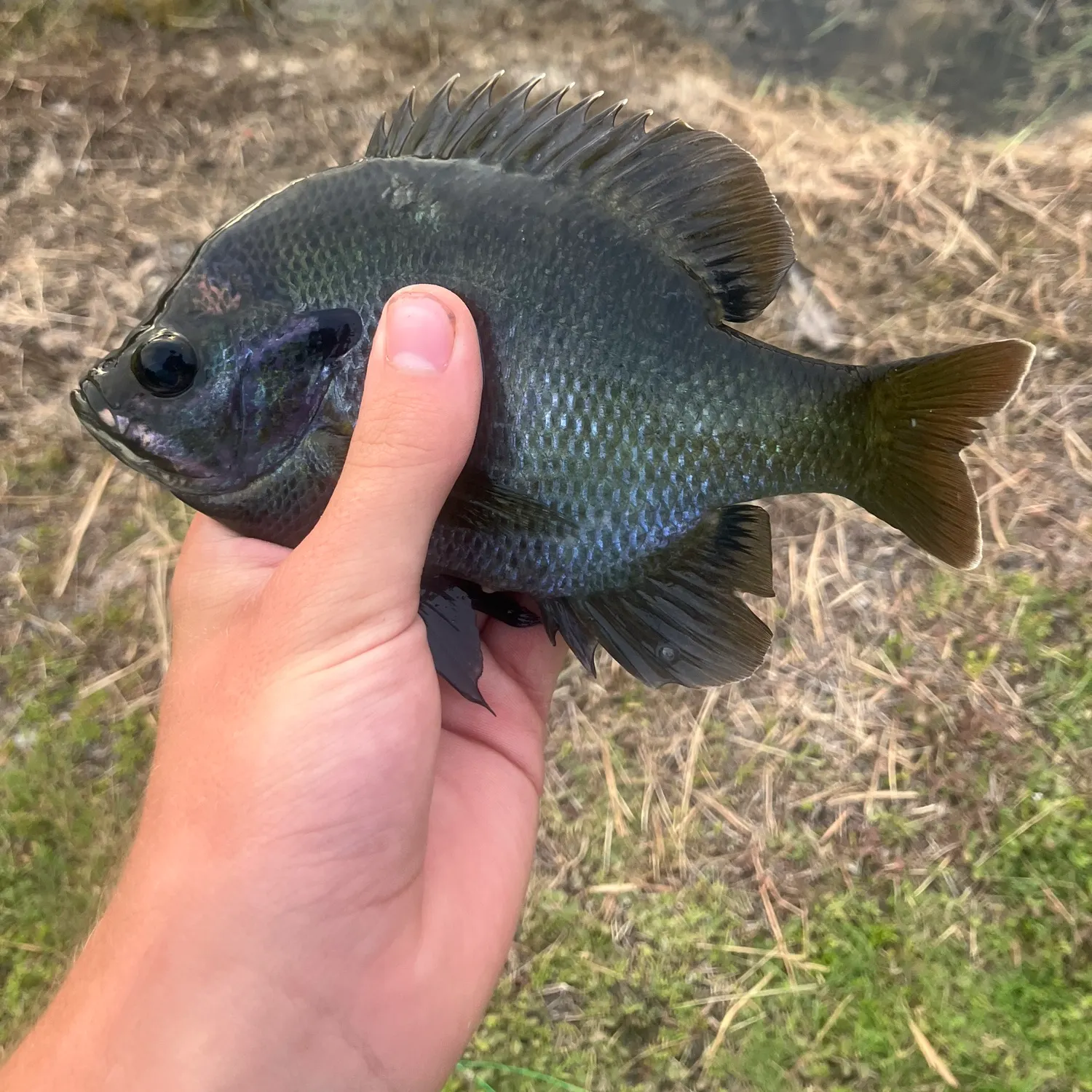 The most recent Coppernose bluegill catches on Fishbrain