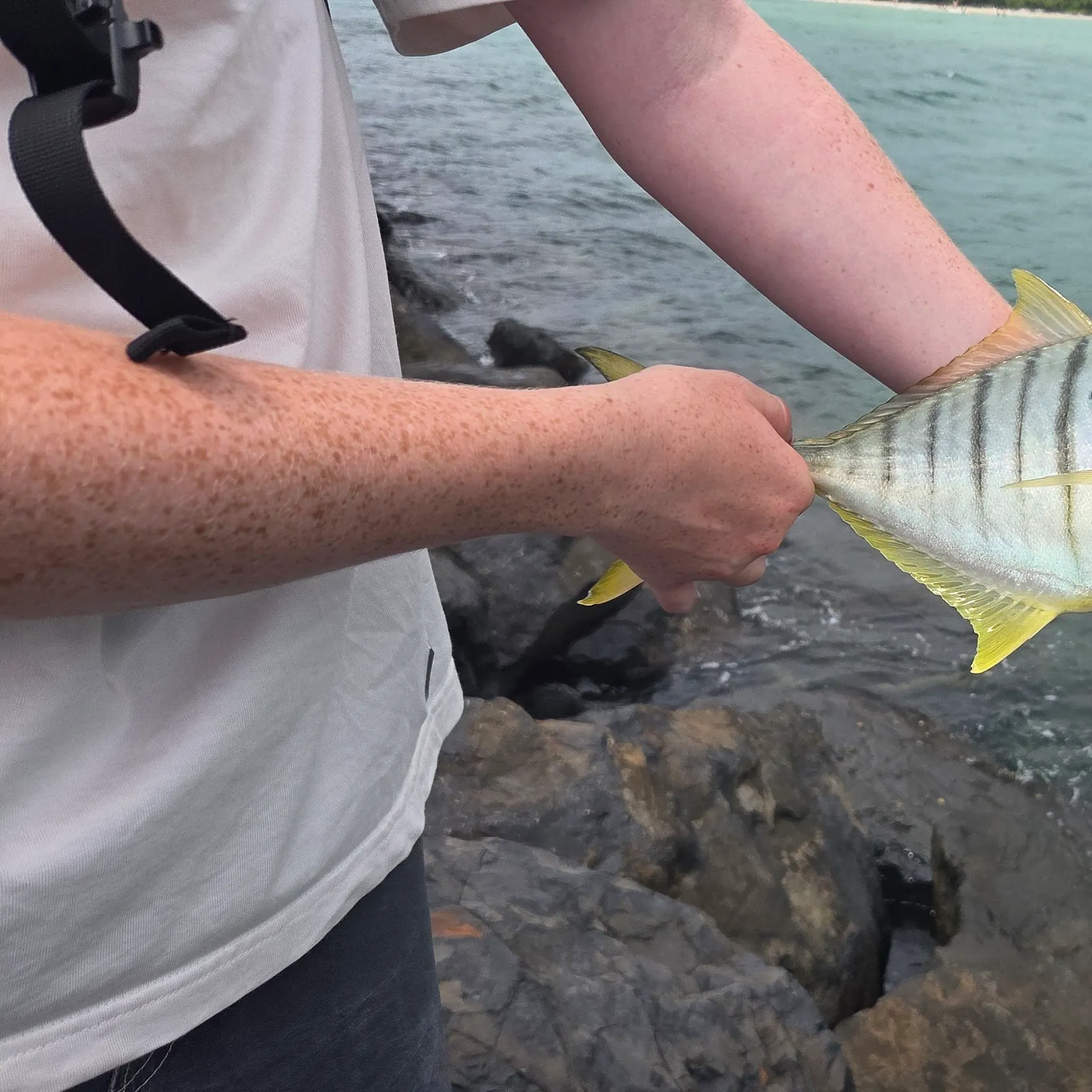 The most recent Golden trevally catches on Fishbrain