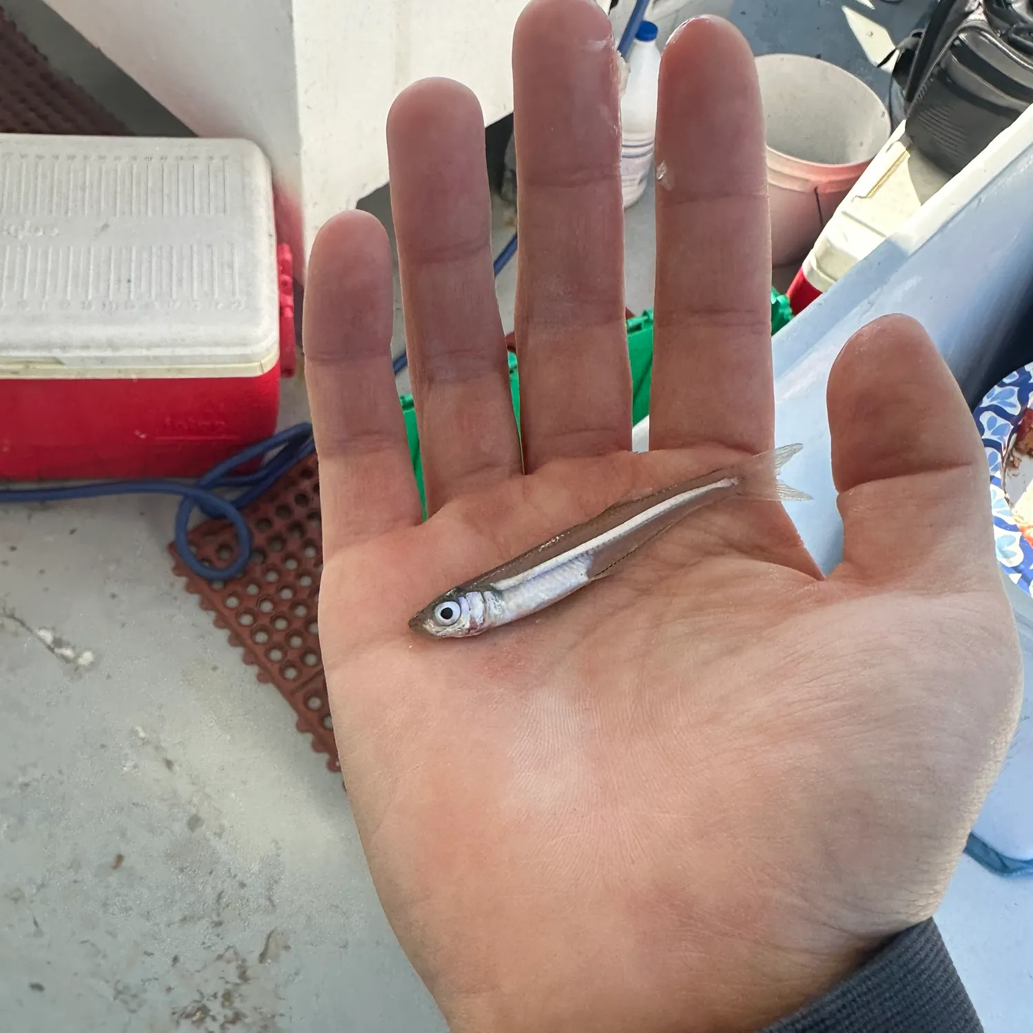 The most recent Atlantic silverside catches on Fishbrain