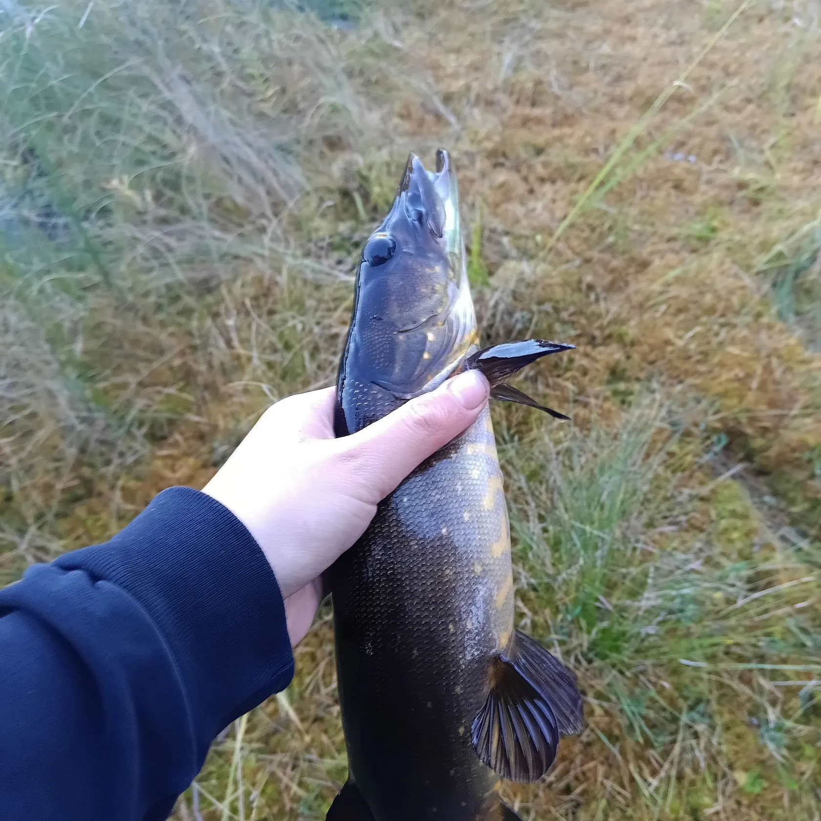 Northern pike caught on Fishbrain