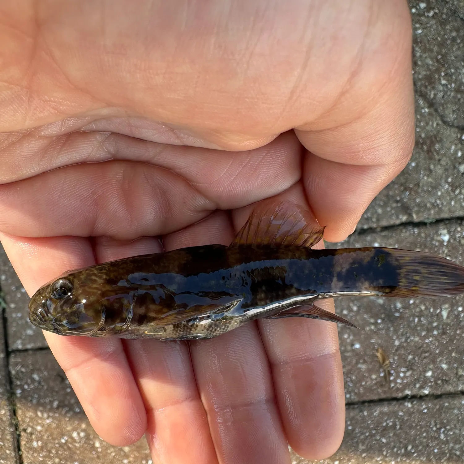 The most recent Round goby catches on Fishbrain