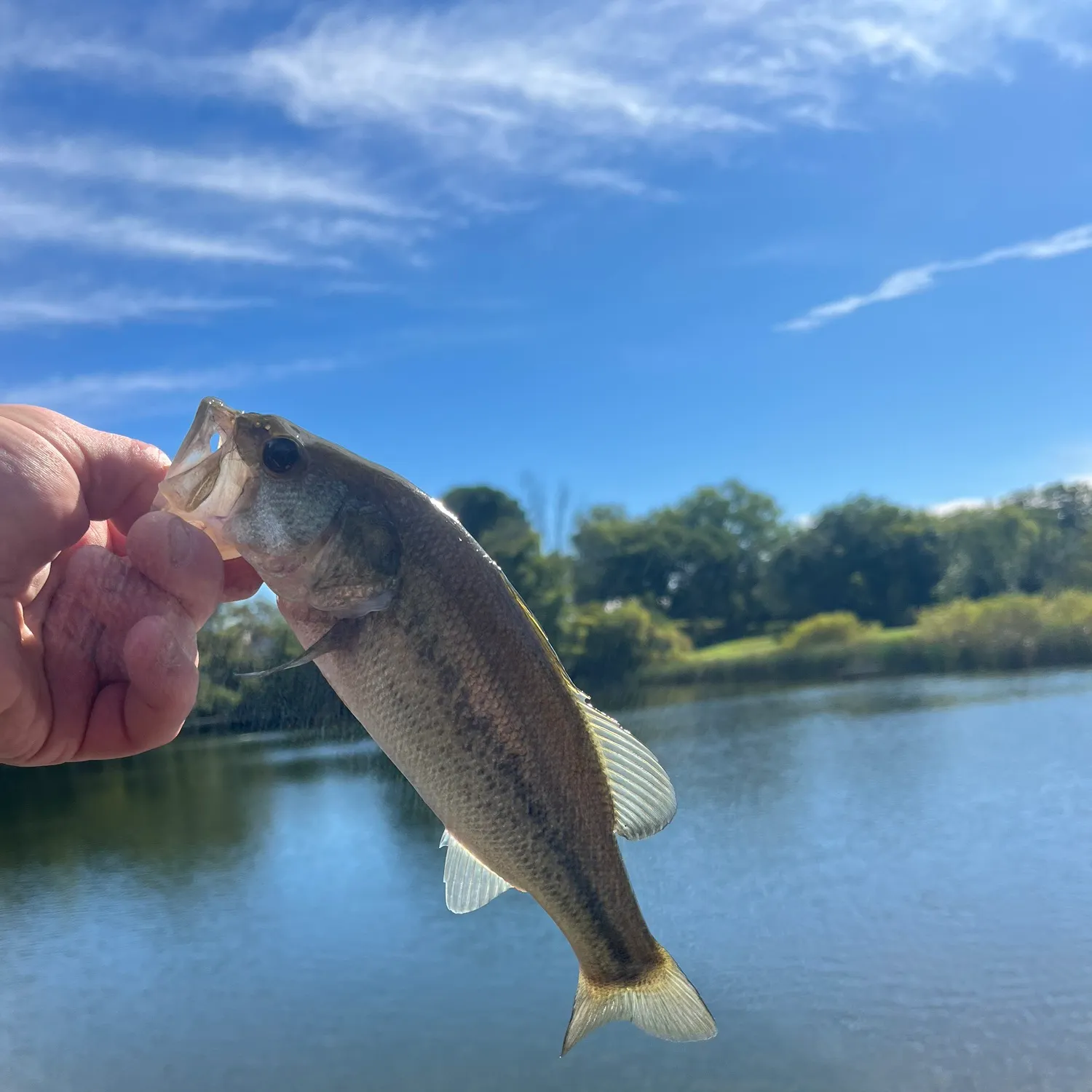 Largemouth bass caught on Fishbrain
