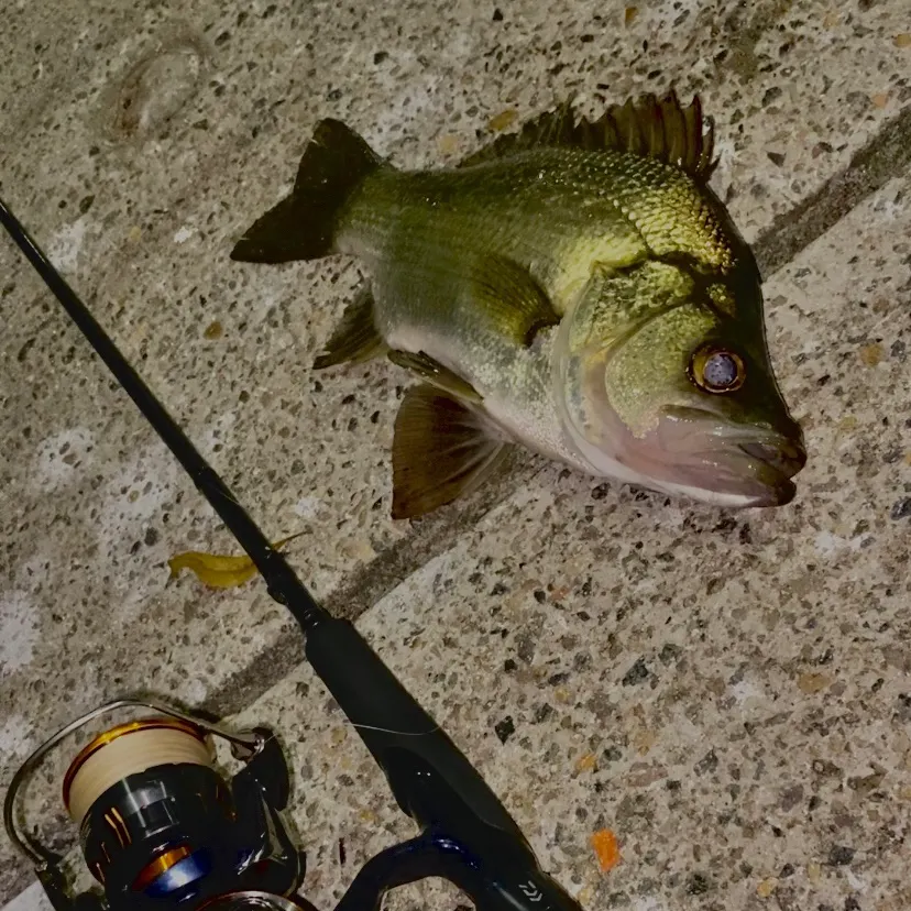The most recent Estuary perch catches on Fishbrain