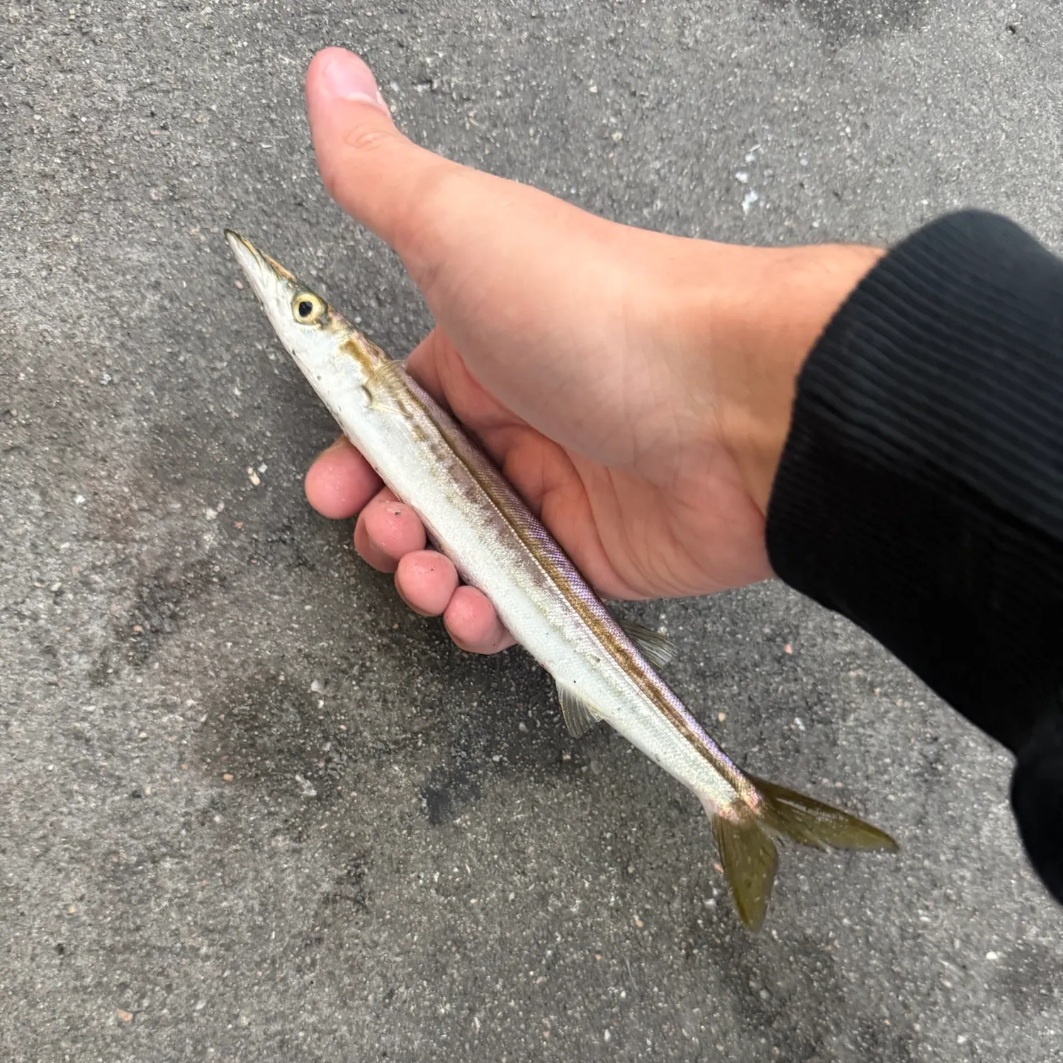 The most recent Northern sennet catches on Fishbrain
