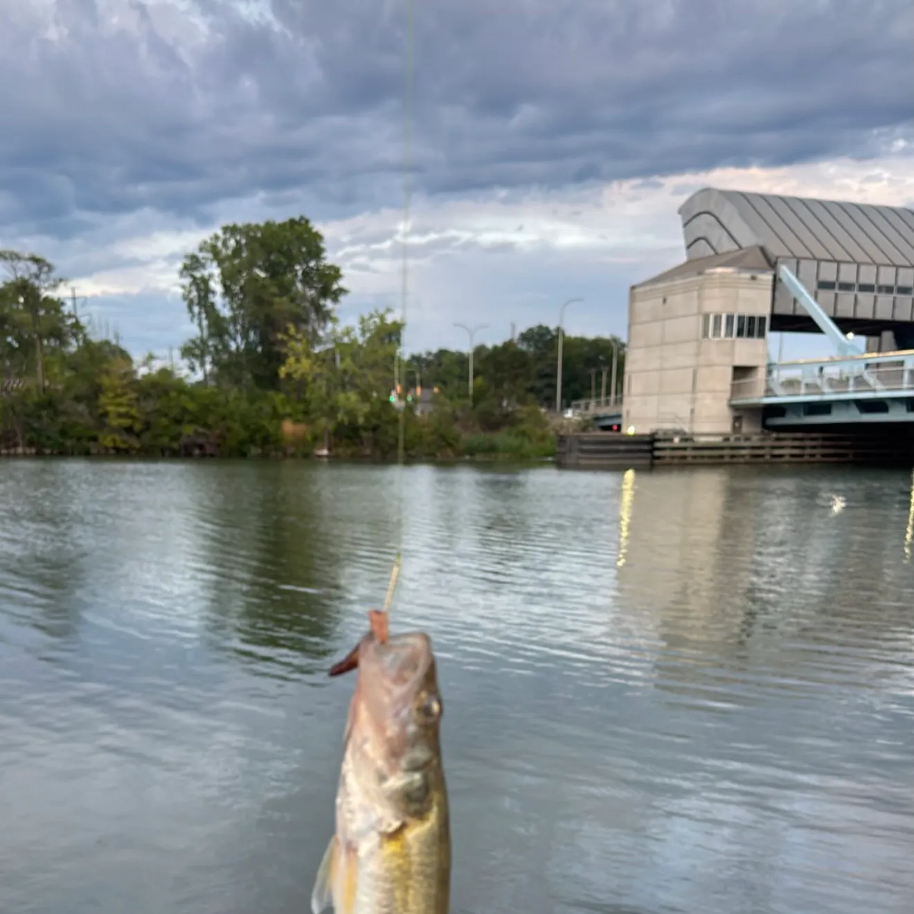 Northern pike caught on Fishbrain