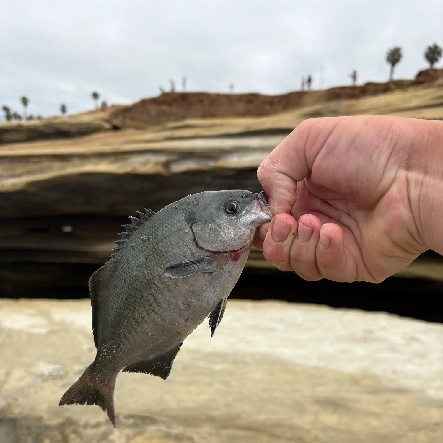 The most recent Halfmoon catches on Fishbrain