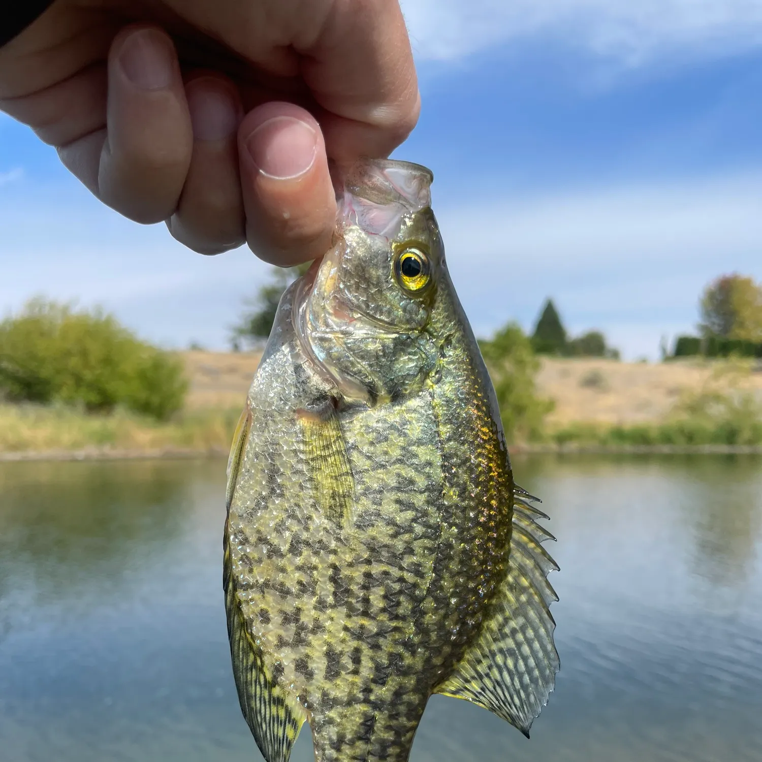 Black crappie caught on Fishbrain
