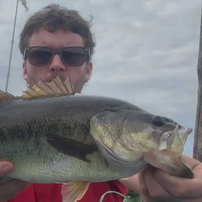 Largemouth bass caught on Fishbrain