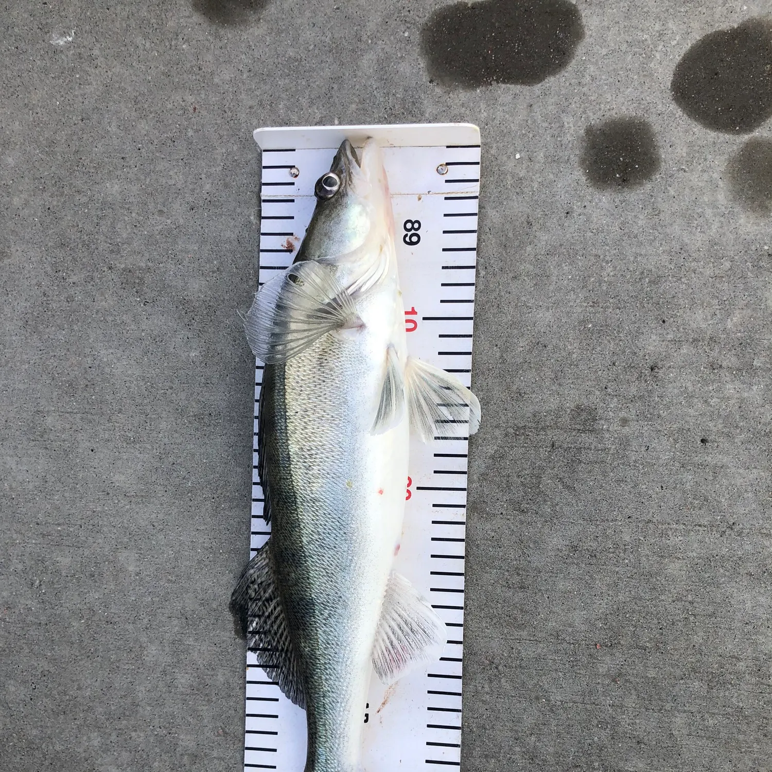 The most recent Zander catches on Fishbrain