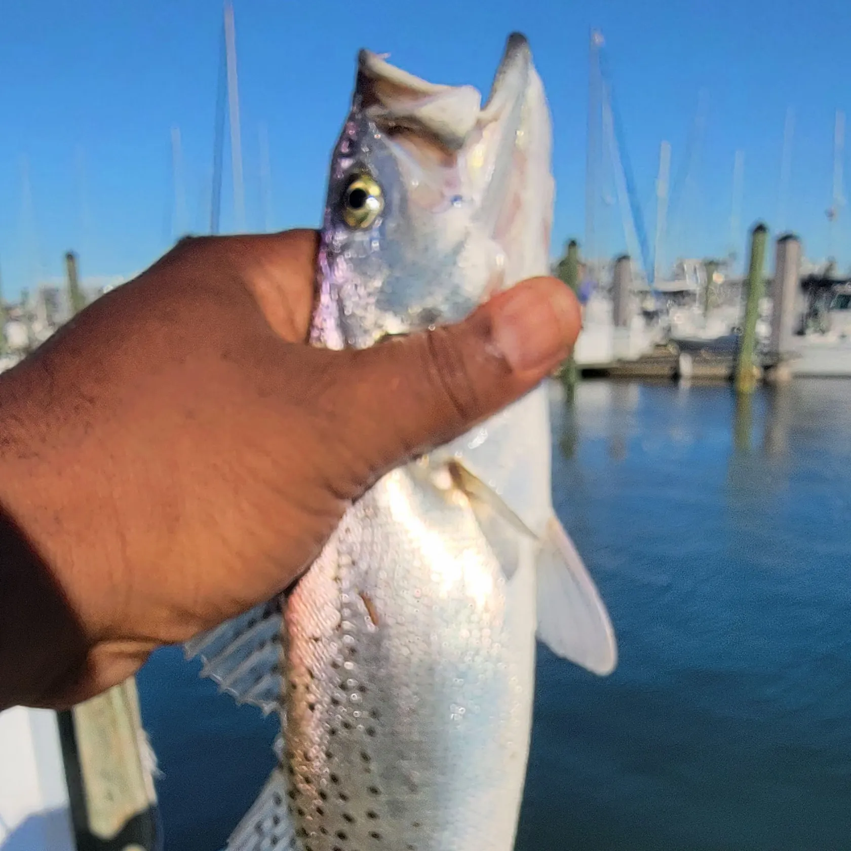 Spotted seatrout caught on Fishbrain