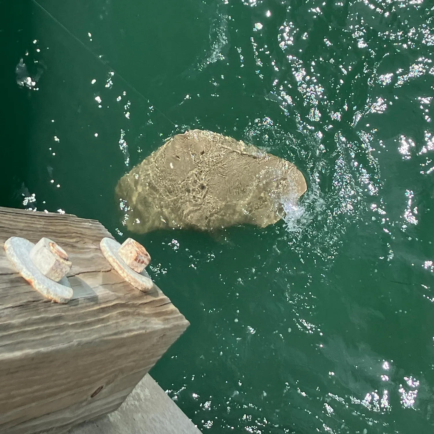 The most recent Cowtail stingray catches on Fishbrain