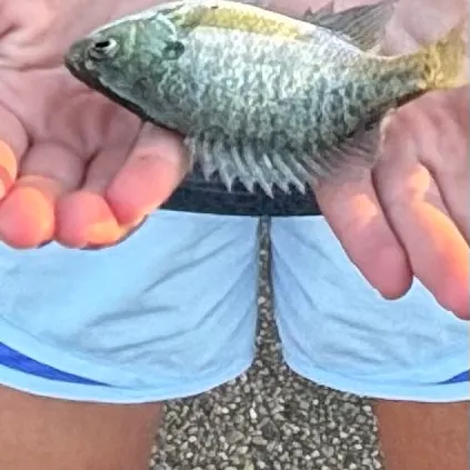 Bluegill caught on Fishbrain
