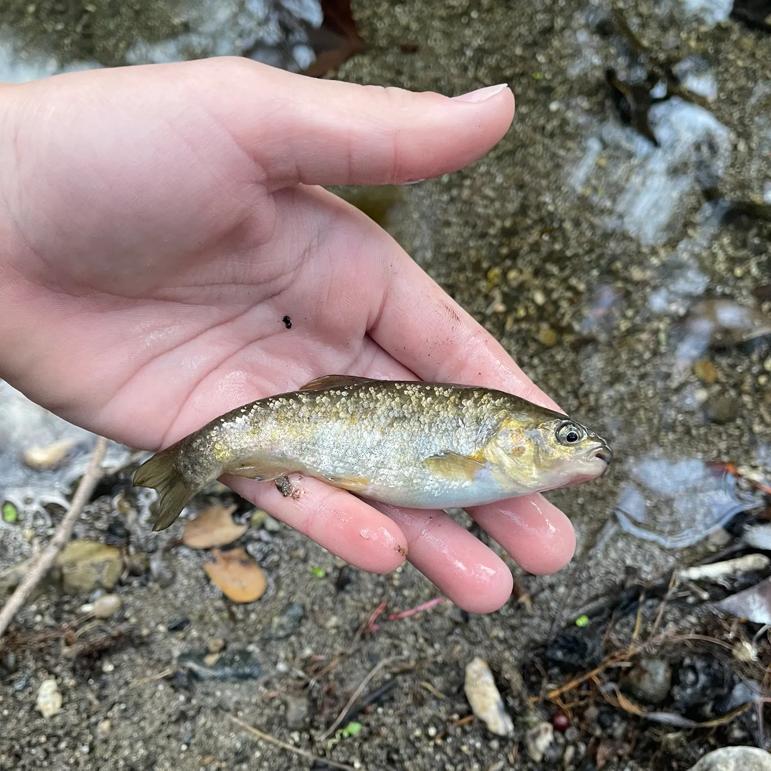 The most recent Arroyo chub catches on Fishbrain