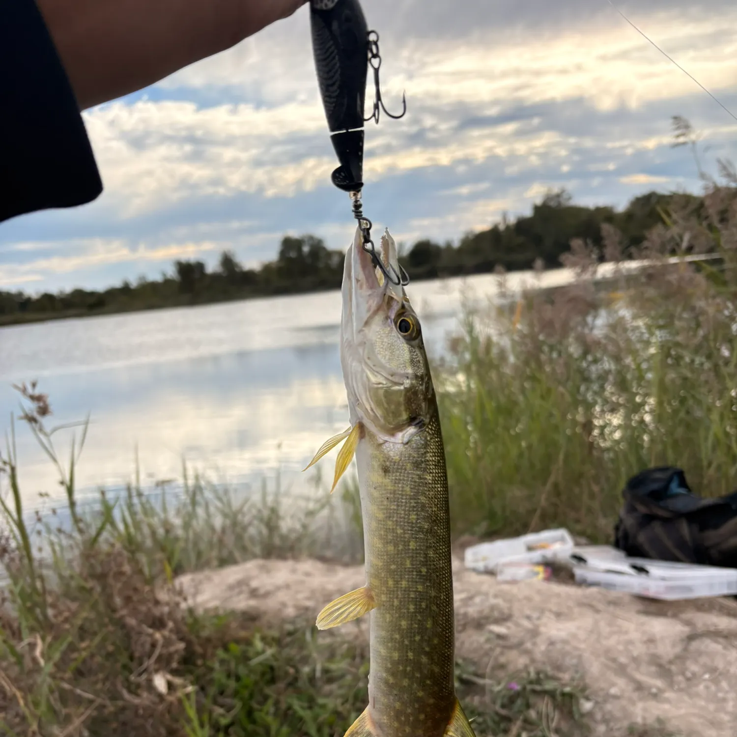 Northern pike caught on Fishbrain
