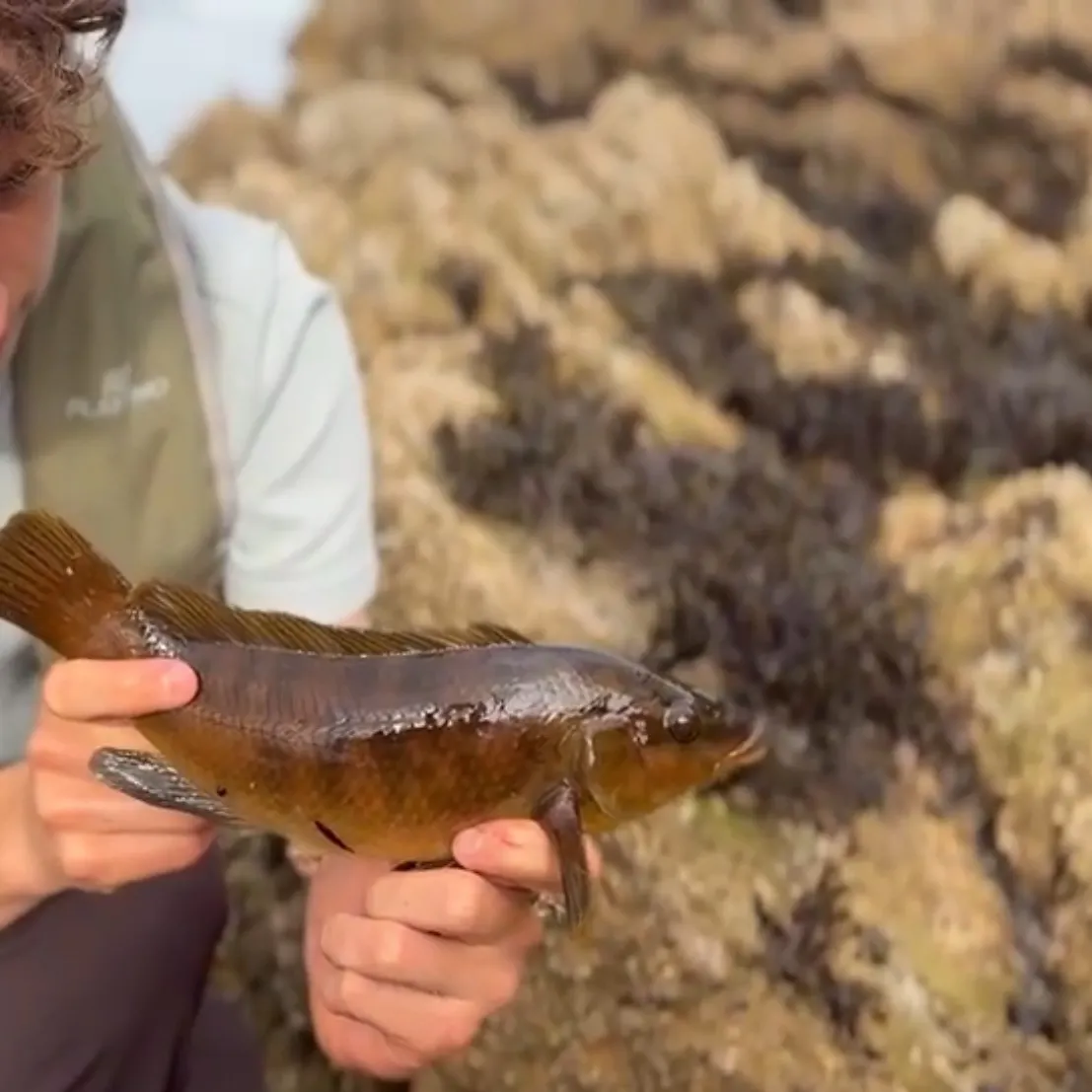 The most recent Ballan wrasse catches on Fishbrain