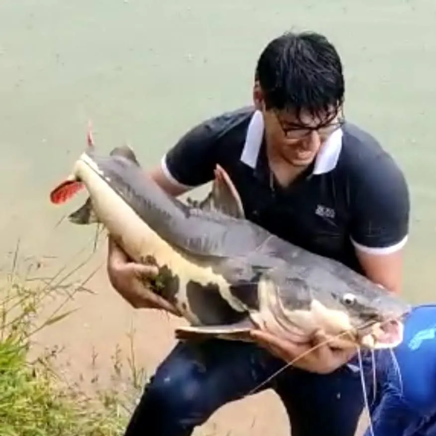 The most recent Redtail catfish catches on Fishbrain