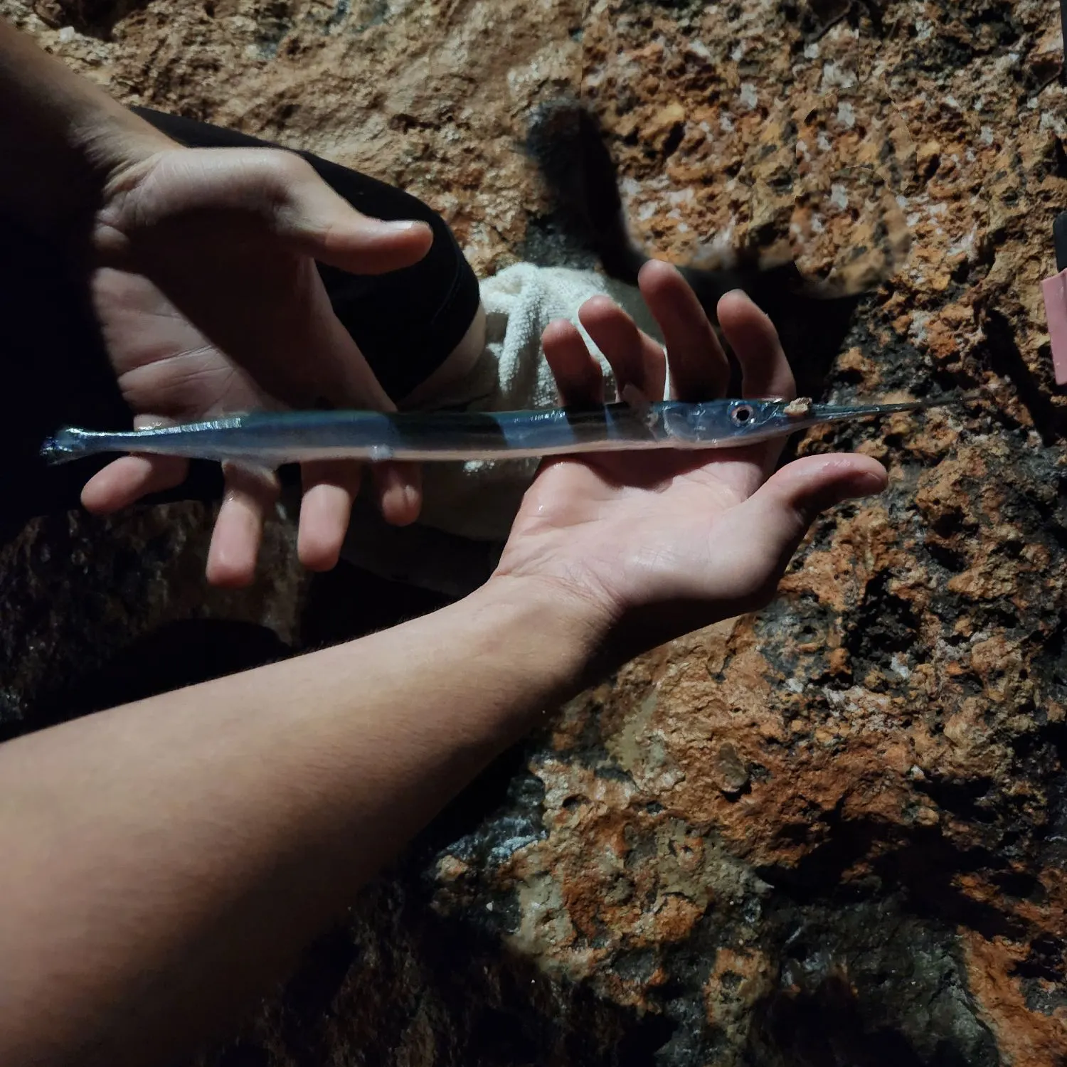 The most recent Keeled needlefish catches on Fishbrain