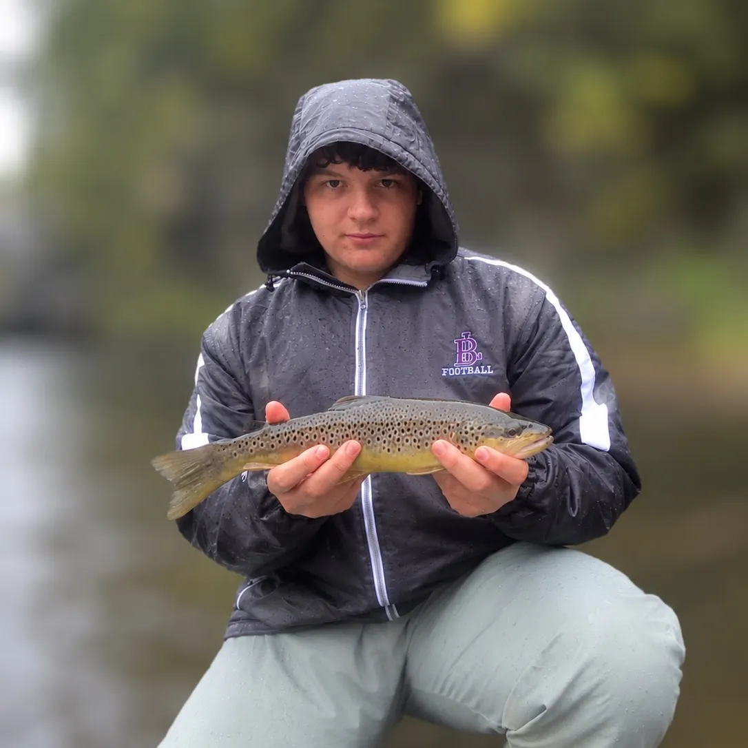 Brown trout caught on Fishbrain