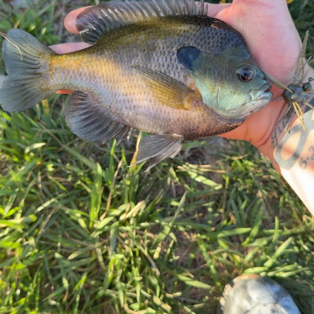 Bluegill caught on Fishbrain