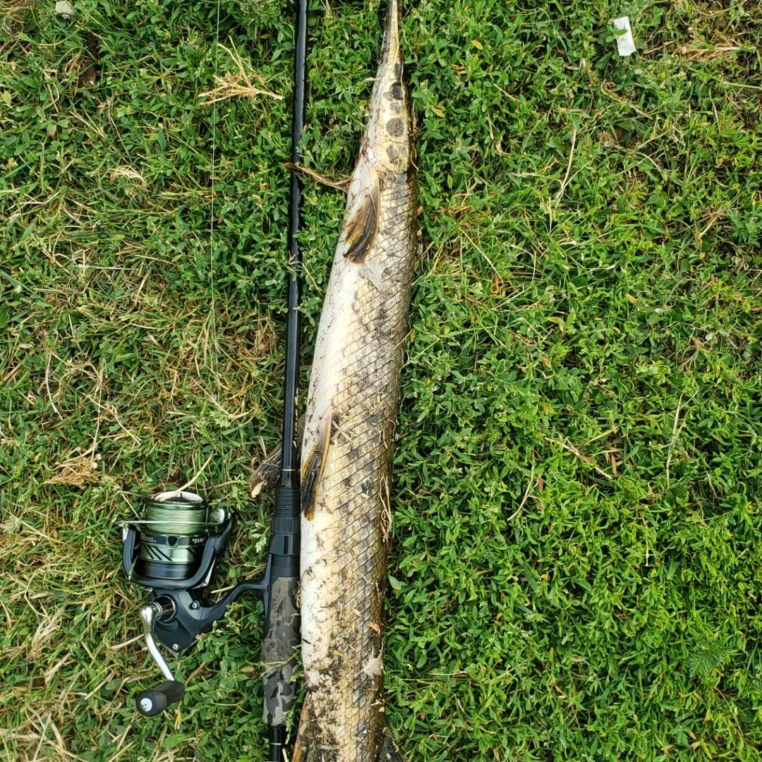 Longnose gar caught on Fishbrain