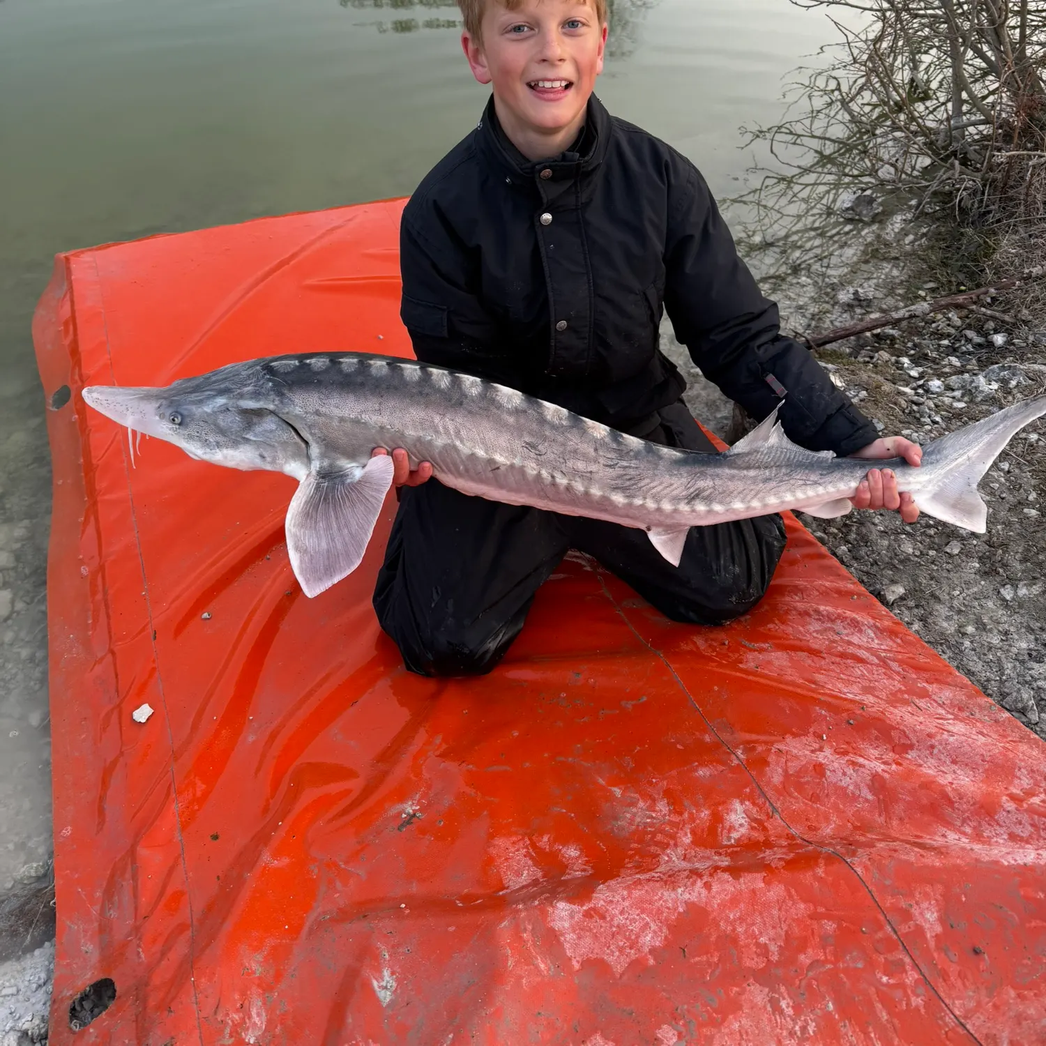The most recent Beluga sturgeon catches on Fishbrain