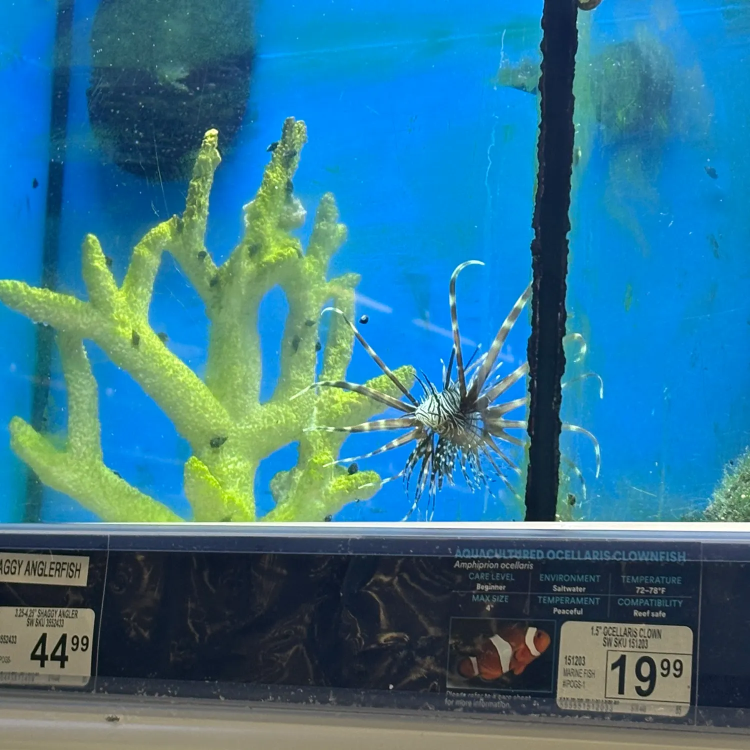 The most recent Red lionfish catches on Fishbrain