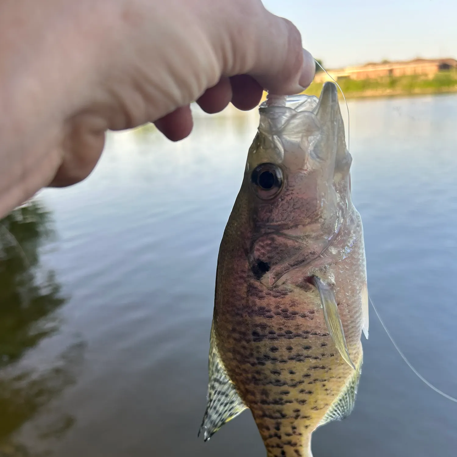angler catch