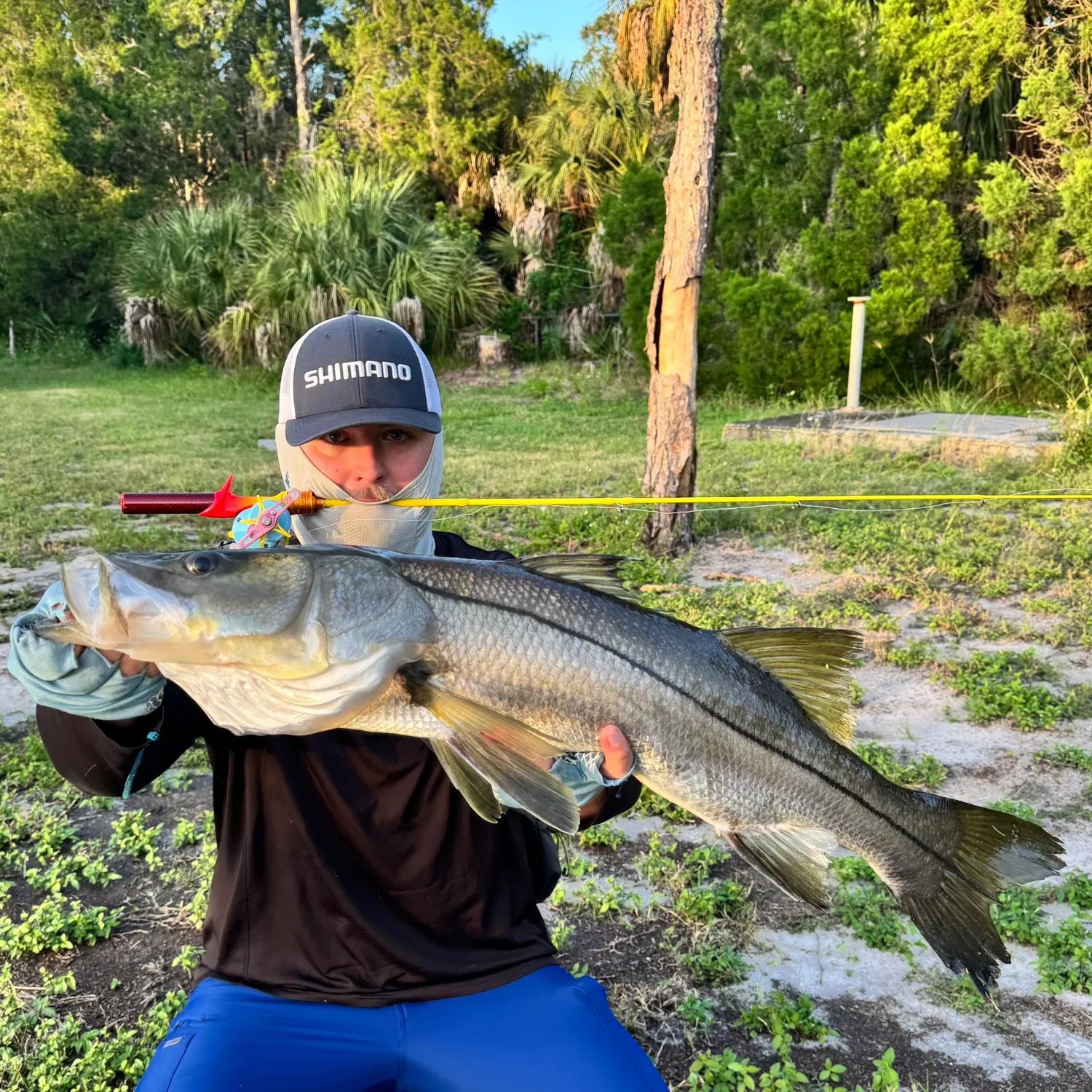 Common snook caught on Fishbrain