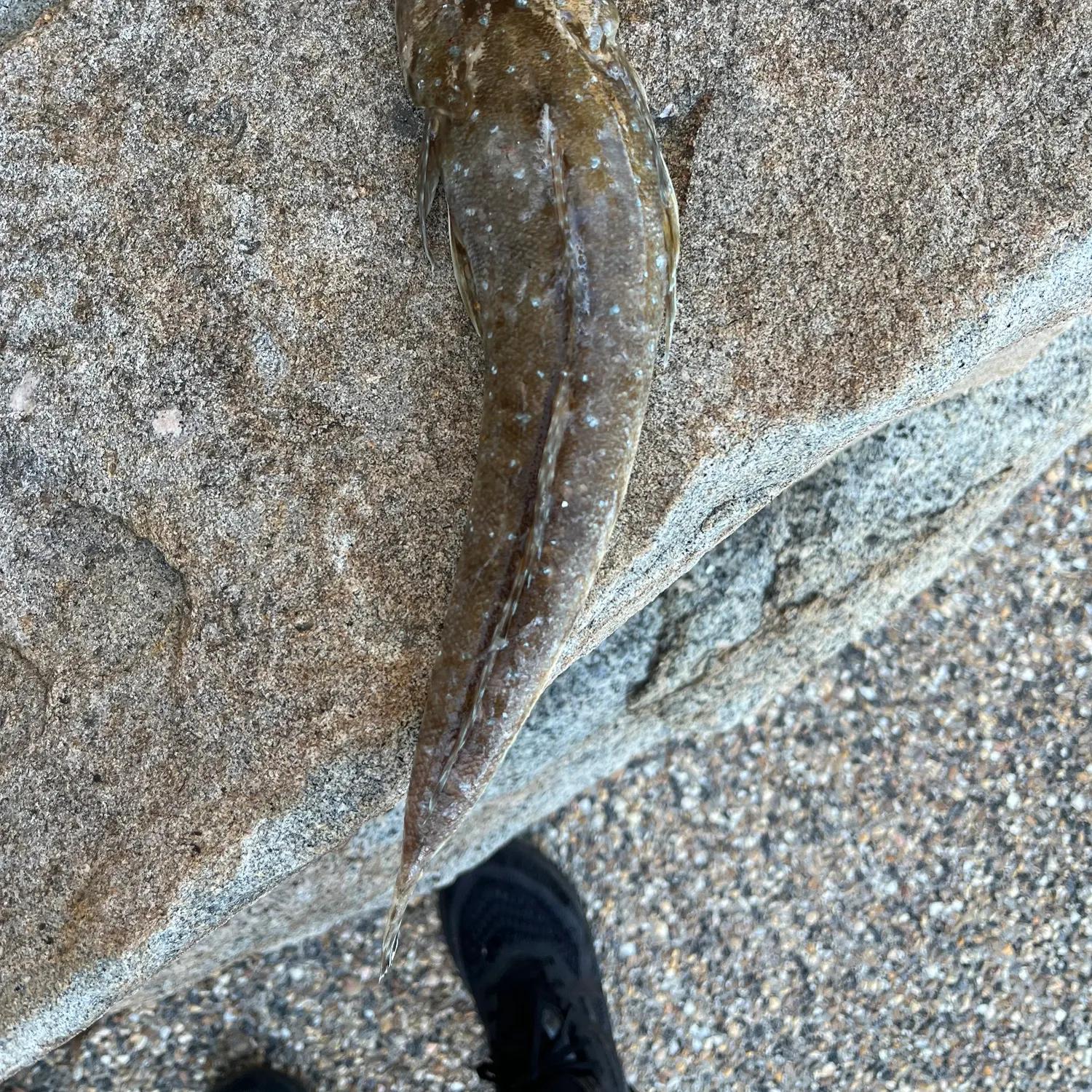 The most recent Blue-spotted flathead catches on Fishbrain