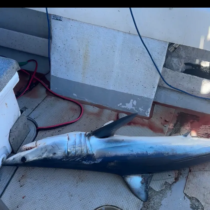 The most recent Shortfin mako shark catches on Fishbrain